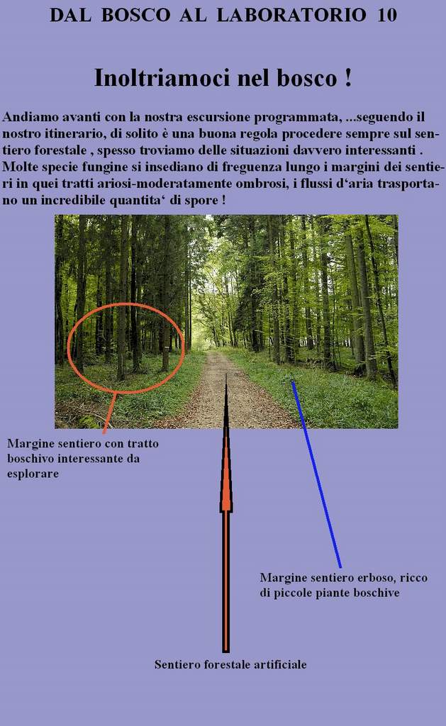 Dal Bosco al Laboratorio